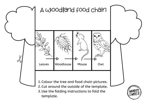 Food Chain Template Printable
